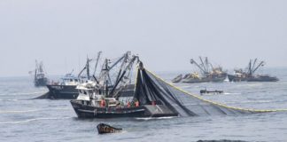 Exportaciones de Pesca se recuperan revista economia