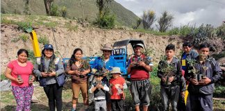 Perurail realizó campaña de reforestación en Ollantaytambo