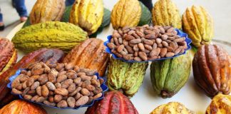 ADEX INFORMA DE UNA PÉRDIDA ECONÓMICA DE HASTA 40% EN LOS CULTIVOS PREOCUPACIÓN POR LA SITUACIÓN DEL SECTOR CACAOTERO