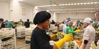 TASA PARA QUE EMPRESAS ACCEDAN A RECURSOS DE ‘REACTIVA PERÚ’ DEBE SER LA MÁS BAJA POSIBLE
