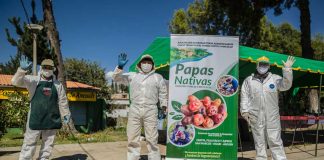 PRODUCTORES DE JUPROG PARTICIPAN DE FERIA DE LA PAPA COMO PARTE DE LA REACTIVACIÓN ECONÓMICA DE ANCASH QUE APOYA ANTAMINA