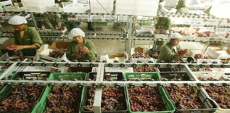 ADEX pide análisis técnico del proyecto de la ley agraria