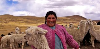 Reinician trabajo para poner en valor cadena alpaquera
