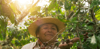 NESCAFÉ® CELEBRA “EL MES DEL CAFÉ PERUANO”