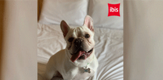 IBIS lima LARCO MIRAFLORES es el primer hotel de ACCOR con certificación PET FRIENDLY de la municipalidad de MIRAFLORES