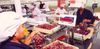 ADEX: Lambayeque resalta por ser una región agroindustrial