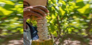Cacao Peruano: Consejos para el cultivo de este producto