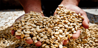 Australia: nuevo mercado para los cafés especiales peruanos