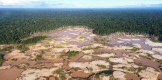 Cien estudiantes de Derecho participaron en primera Contienda Legal sobre delitos ambientales en la Amazonía peruana