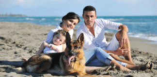 Recomendaciones para viajar con tu mejor amigo de cuatro patas