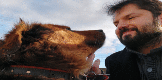El compromiso del próximo Presidente de Chile por la protección animal