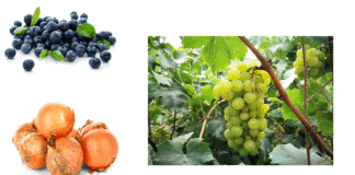 Envíos de frutas y hortalizas al mundo tuvieron un alza de 21% el 2021