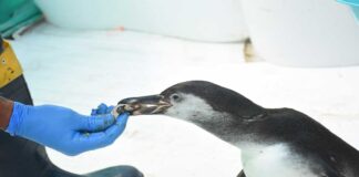 REPSOL, SERFOR y el Parque de las Leyendas refuerzan su colaboración para el rescate de animales