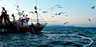 Despachos de pesca para CHD iniciaron recuperación el 2021