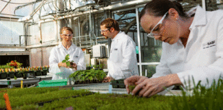 BASF logra un fuerte crecimiento de las ganancias en todo el año 2021