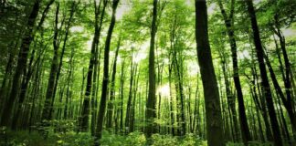 Día de los Bosques: así preserva Camisea la selva de Cusco