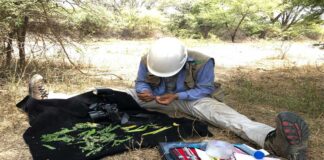ISA REP Impulsa estudio que busca identificar mejores técnicas para la preservación de algarrobos