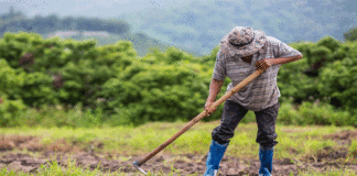 Día del campesino: ¿Qué necesidades y retos afronta el agricultor para crecer en el sector?
