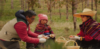 PERUMIN INSPIRA: Emprendedores podrán presentar sus proyectos de impacto social en zonas ALTOANDINAS hasta el 5 de Junio