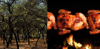 El consumo de Pollo a la Brasa en Perú está acabando con los bosques de algarrobo.
