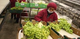 Exportaciones no tradicionales crecieron 17% en mayo