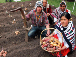 CONOCE A LOS DIEZ PROYECTOS DE EMPRENDIMIENTO SOCIAL QUE LLEGAN A LA FINAL DE PERUMIN INSPIRA