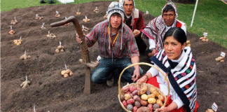 CONOCE A LOS DIEZ PROYECTOS DE EMPRENDIMIENTO SOCIAL QUE LLEGAN A LA FINAL DE PERUMIN INSPIRA