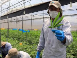 Khiron publica el más grande estudio de Latinoamérica sobre la efectividad de sus productos para controlar el dolor crónico.
