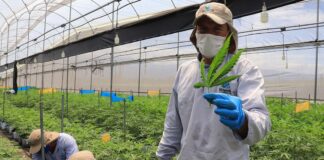 Khiron publica el más grande estudio de Latinoamérica sobre la efectividad de sus productos para controlar el dolor crónico.