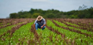 AGRICULTORES APUESTAN POR EL SULFATO DE AMONIO COMO SUSTITUTO DE LA UREA.