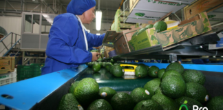 LA PALTA HASS COMO PRODUCTO ESTRELLA EN LA BIOFERIA DE MIRAFLORES