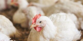 Mejorando la utilización del calcio y del fósforo en el pollo de engorde moderno