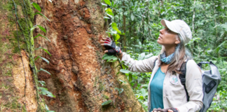 Amazonía en peligro: Tala indiscriminada estaría acabando con árboles milenarios.