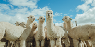 LAS FIBRAS NATURALES DE ORIGEN ANIMAL POR PRIMERA VEZ EN CUMBRE MUNDIAL.