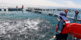 Produce destina más de S/ 1.2 millones para cofinanciar proyectos de innovación en pesca y acuicultura.
