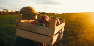 5 claves a considerar para la economía agrícola durante 2023.