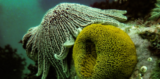 ONG Oannes constata que fondos submarinos se encuentran sin presencia de hidrocarburos.