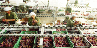 CAMPAÑA DE EXPORTACIÓN DE UVA INICIÓ CON BUEN PIE