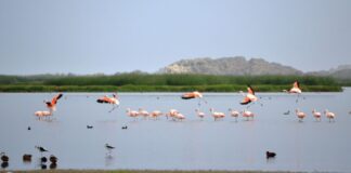 DÍA MUNDIAL DE LOS HUMEDALES: CONOCE LOS HUMEDALES DE ITE, EL MÁS GRANDE DEL PERÚ