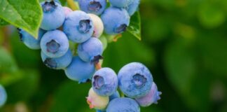 ADEX: AGROEXPORTACIONES BUSCAN NUEVOS RÉCORDS