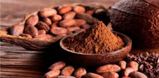 EXPORTACIÓN DE CACAO ORGÁNICO Y SUS DERIVADOS CAYÓ -16% EN EL 2022