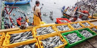 Produce: Desembarques pesqueros crecieron más de 135% en enero 2023