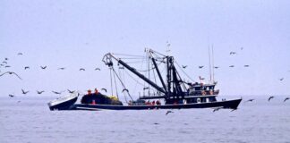Produce: Desembarques pesqueros en febrero se incrementaron en más de 80 % respecto al año anterior
