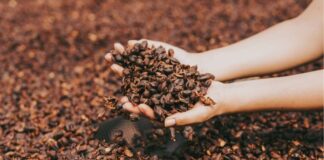 El nuevo boom del café peruano: Perú exporta 6 toneladas de cáscara de café orgánico a Alemania