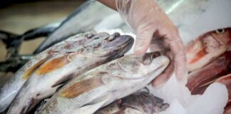 Semana Santa: Sepa cómo reconocer un pescado fresco