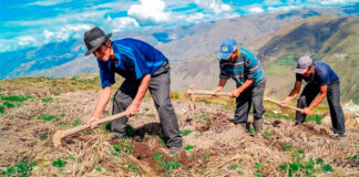 La sequía, nieve, granizo, heladas e inundación fueron las principales causas de afectaciones a cultivos en lo que va de la presente campaña agrícola