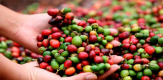 Nestlé se asocia con “The Yield Lab Latam” para impulsar startups que buscan transformar el sector agrícolas hacia la sostenibilidad