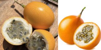 Exportación de granadilla sumó US$ 357 mil 354