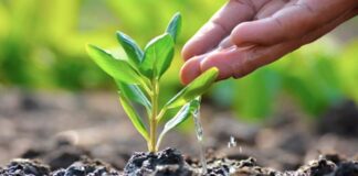 Un Futuro más Verde: EZVIZ se Une a Treedom para Plantar Árboles en Todo el Mundo