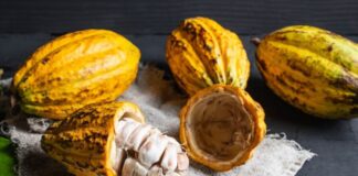 Buenas expectativas para la exportación de cacao este 2023